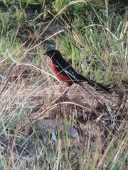 Laniarius atrococcineus