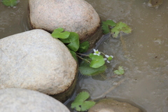 Caltha natans