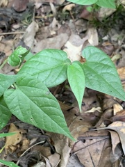 Endodeca serpentaria