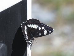Limenitis reducta