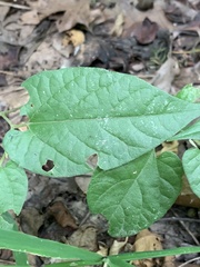 Endodeca serpentaria