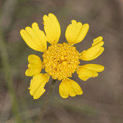 Tetraneuris argentea