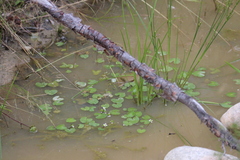 Caltha natans