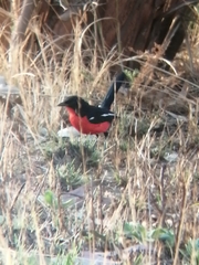 Laniarius atrococcineus