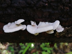 Schizophyllum