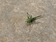 Insara elegans