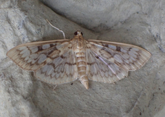Herpetogramma