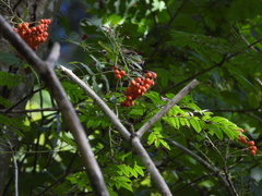 Sorbus aucuparia