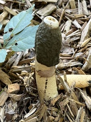 Phallus ravenelii
