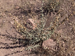 Malacothamnus fasciculatus