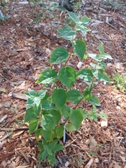 Philadelphus coronarius