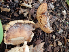 Agrocybe putaminum