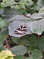 Euplagia quadripunctaria