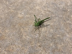Insara elegans