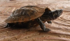 Melanochelys trijuga