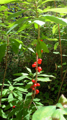Daphne mezereum