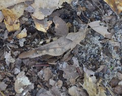 Spharagemon crepitans