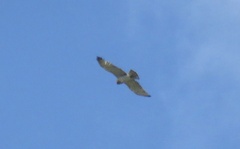 Circaetus gallicus