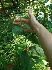 Achyranthes japonica