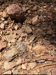 Phrynosoma hernandesi