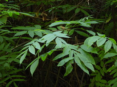 Sambucus racemosa