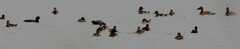 Aythya affinis