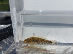 Proterorhinus semilunaris