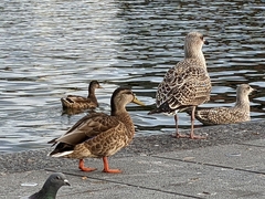 Columba livia domestica