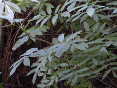 Sambucus racemosa