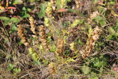 Rhinanthus serotinus