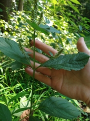 Achyranthes japonica