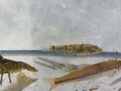 Proterorhinus semilunaris