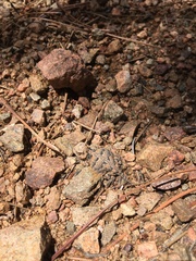 Phrynosoma hernandesi