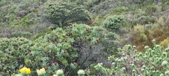 Nectariniidae