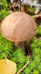 Leccinum scabrum