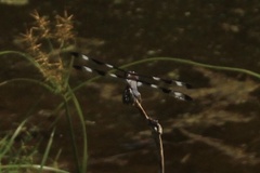 Libellula pulchella