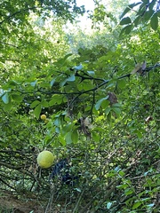 Citrus trifoliata