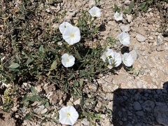 Convolvulus arvensis