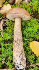 Leccinum scabrum