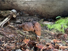 Gyromitra