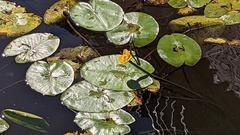 Nuphar lutea