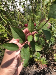 Aronia melanocarpa
