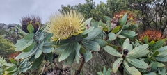 Protea nitida