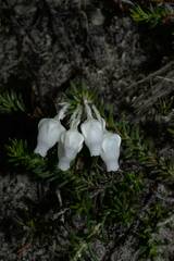 Erica calcareophila
