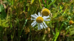 Tripleurospermum maritimum