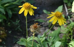 Arnica