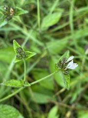 Elephantopus carolinianus