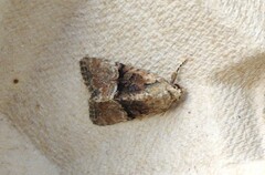 Mesoligia furuncula
