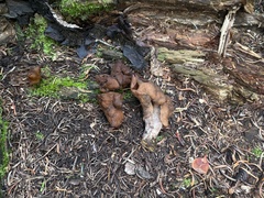 Gyromitra