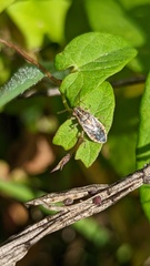 Brachycarenus tigrinus